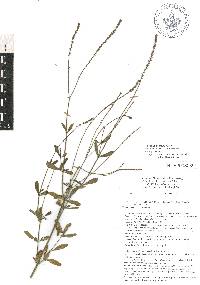 Verbena litoralis image