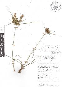 Cyperus thyrsiflorus image