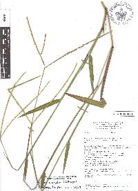 Paspalum conjugatum image