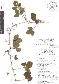 Desmodium axillare image