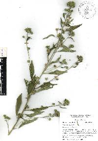 Sida rhombifolia image