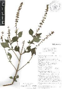 Salvia longispicata image