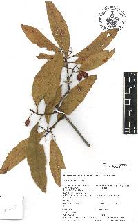 Chione venosa image