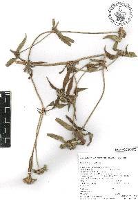 Crusea calocephala image