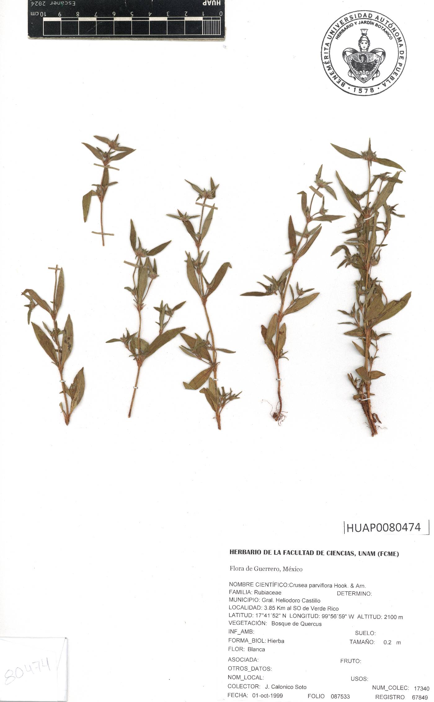 Crusea parviflora image