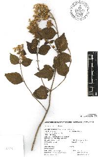 Calea ternifolia image