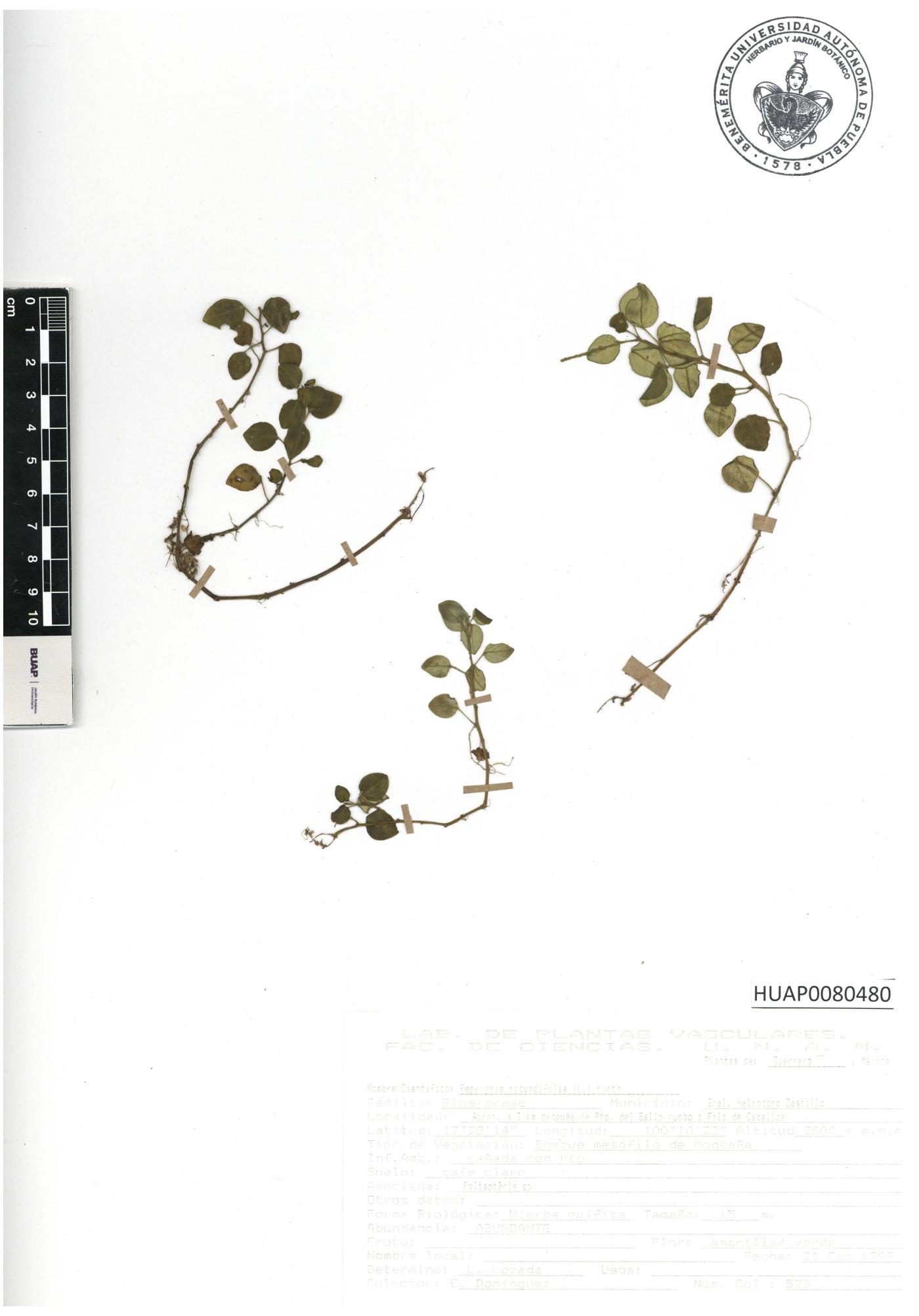 Peperomia rotundifolia image