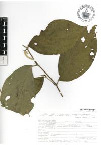 Piper hispidum image