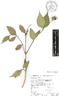 Bouvardia laevis image