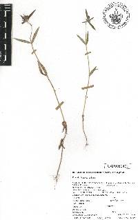 Crusea wrightii image