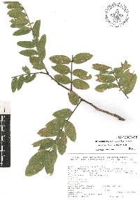 Brongniartia lupinoides image