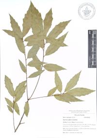 Quercus affinis image
