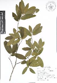 Quercus acherdophylla image