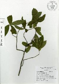 Quercus acherdophylla image