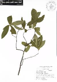 Quercus acherdophylla image