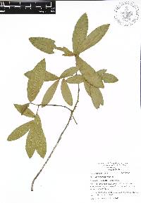 Quercus acherdophylla image