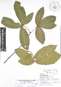 Quercus acherdophylla image