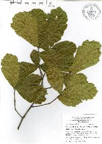 Quercus hirtifolia image