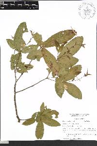 Quercus acherdophylla image