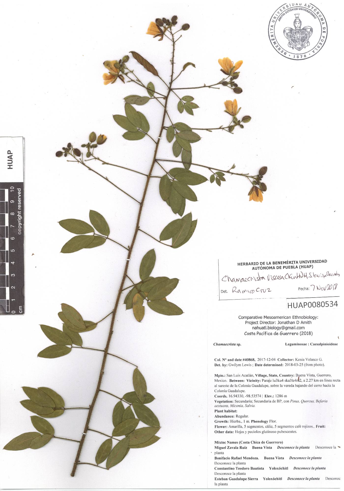 Chamaecrista viscosa image