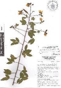 Chamaecrista viscosa image