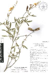 Crotalaria acapulcensis image