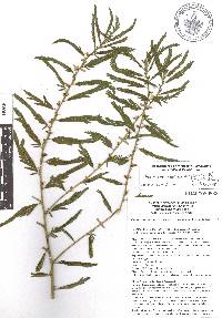 Chamaecrista nictitans var. pilosa image