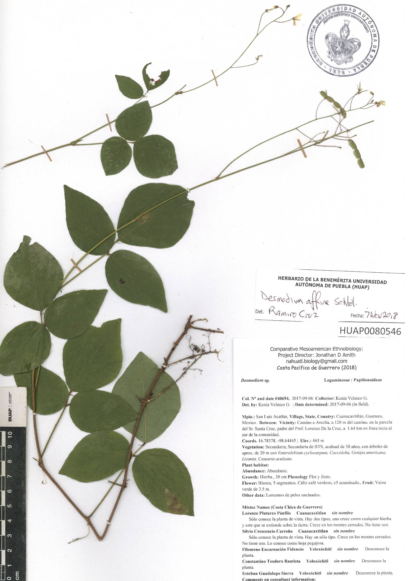 Desmodium affine image