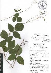 Desmodium affine image