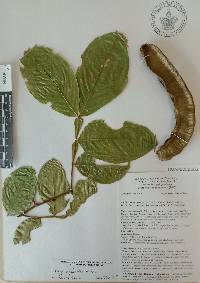 Inga sapindoides image