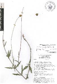 Tridax coronopifolia image