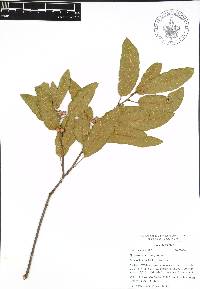 Quercus acherdophylla image