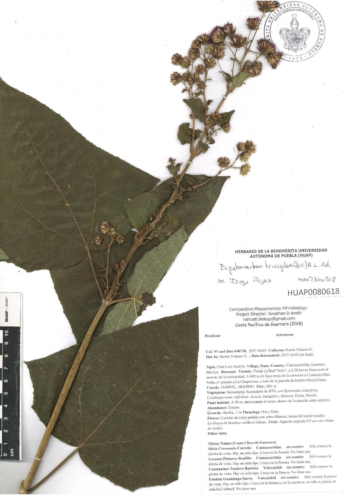 Eupatoriastrum triangulare image