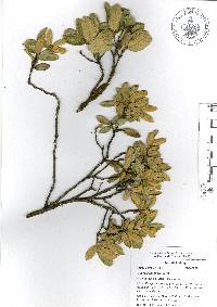 Quercus repanda image