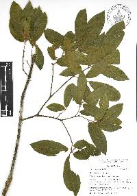 Quercus acherdophylla image