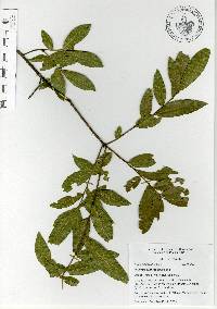 Quercus acherdophylla image