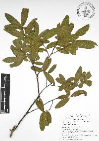 Quercus acherdophylla image