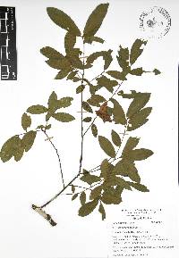 Quercus acherdophylla image