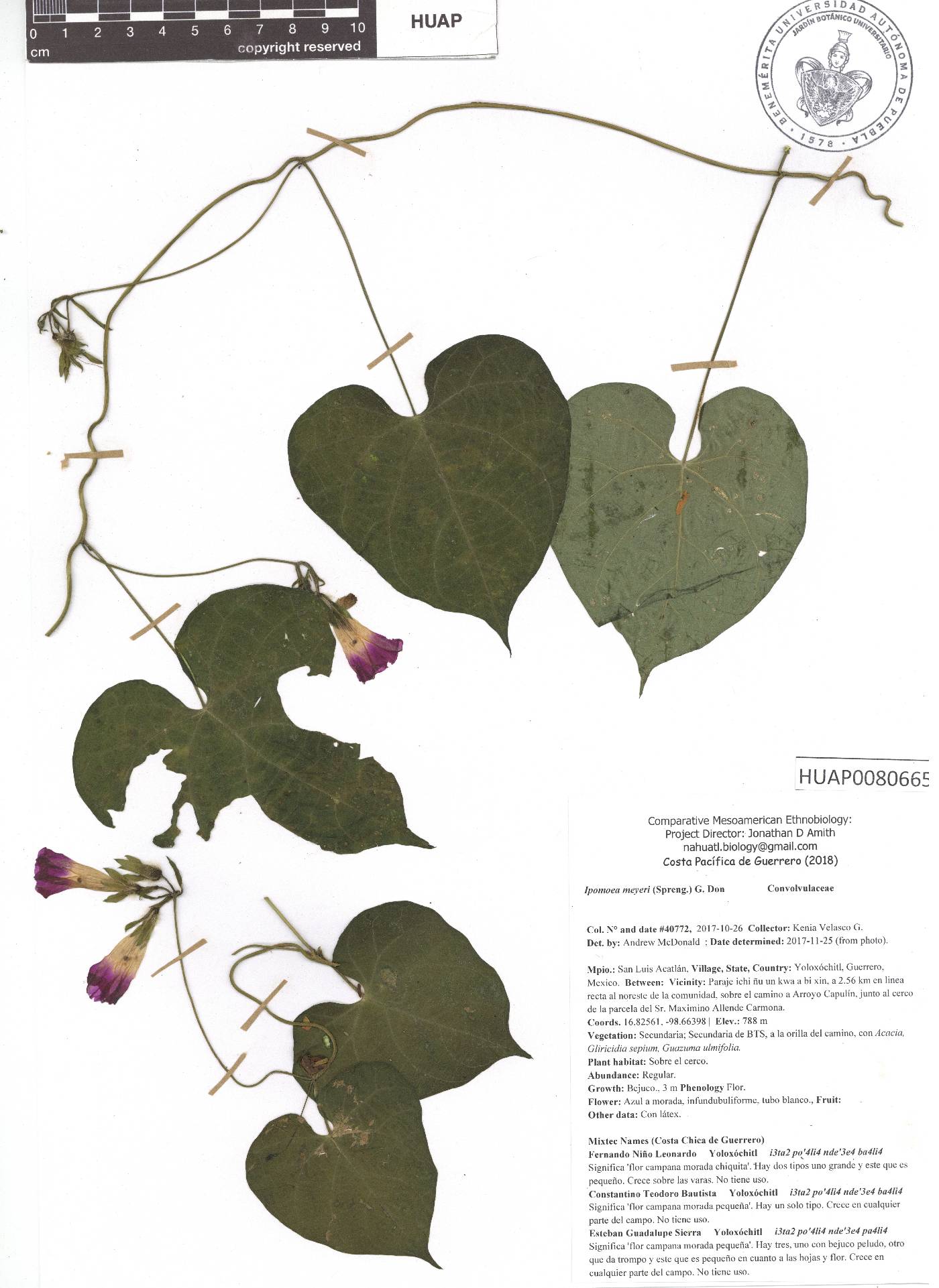 Ipomoea meyeri image