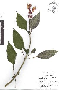 Salvia involucrata image