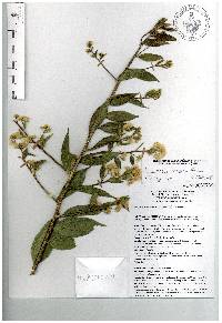 Baccharis inamoena image