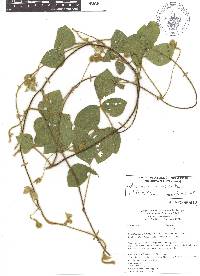 Calopogonium mucunoides image