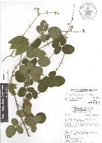 Desmodium pringlei image