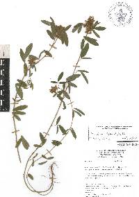 Desmodium barbatum image