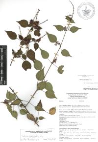 Salvia polystachia image
