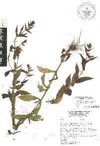 Stemodia durantifolia image