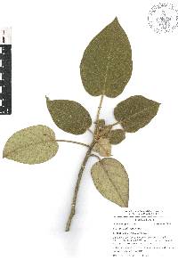 Croton stipulaceus image