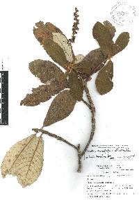 Clethra occidentalis image