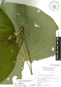 Lepianthes peltata image