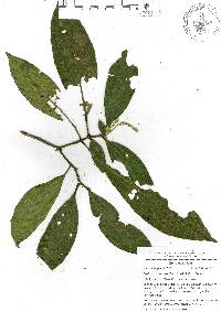 Croton rosarianus image